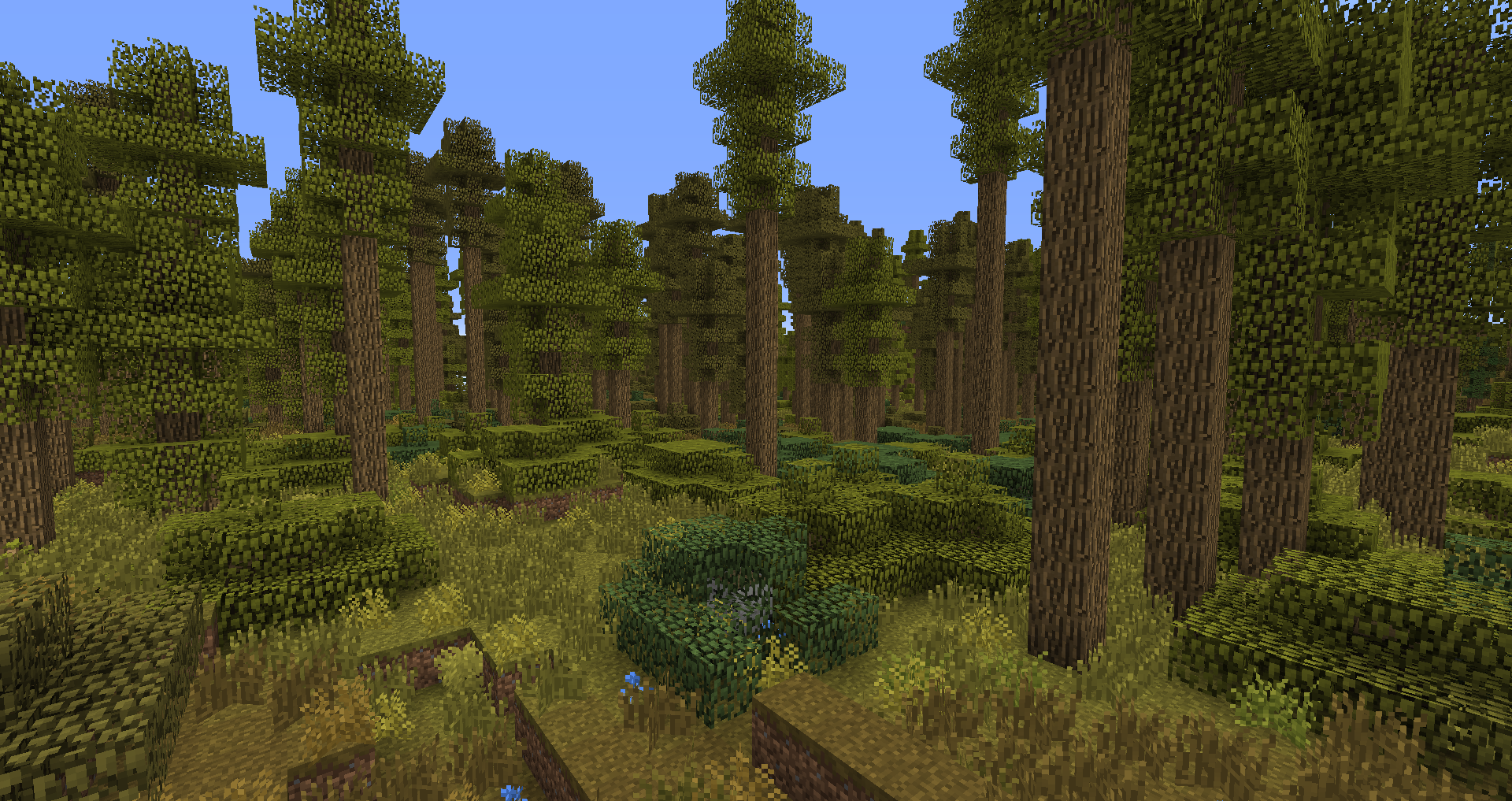 temperate forest,boreal forest they somewhat resemble temperate rainforests.