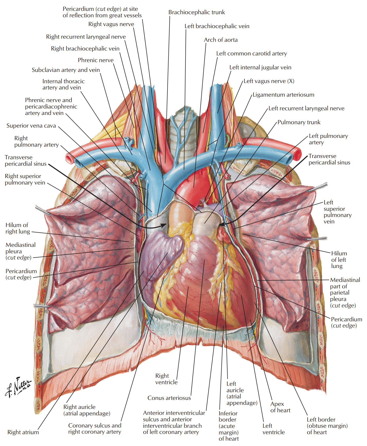 类有双循环(double circulation),血液离开心脏后,一部分进入呼吸器官