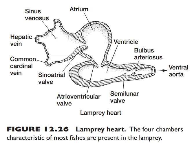 脊椎动物的心脏