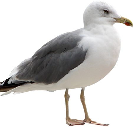 Image currently unavailable. Go to www.generator.cluehack.com and choose Call of Duty: Heroes image, you will be redirect to Call of Duty: Heroes Generator site.