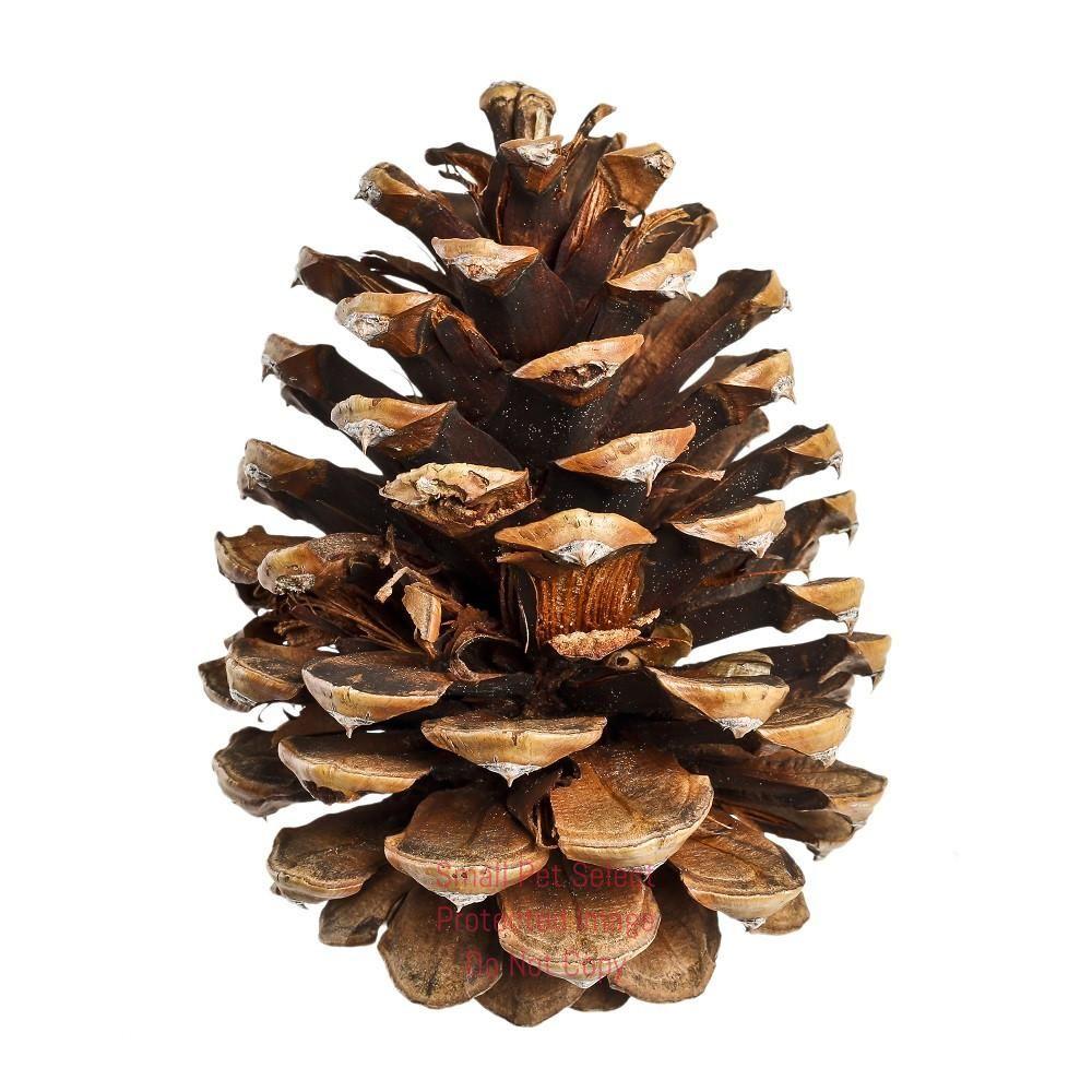 dual pistol pinecone