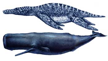 liopleurodon2