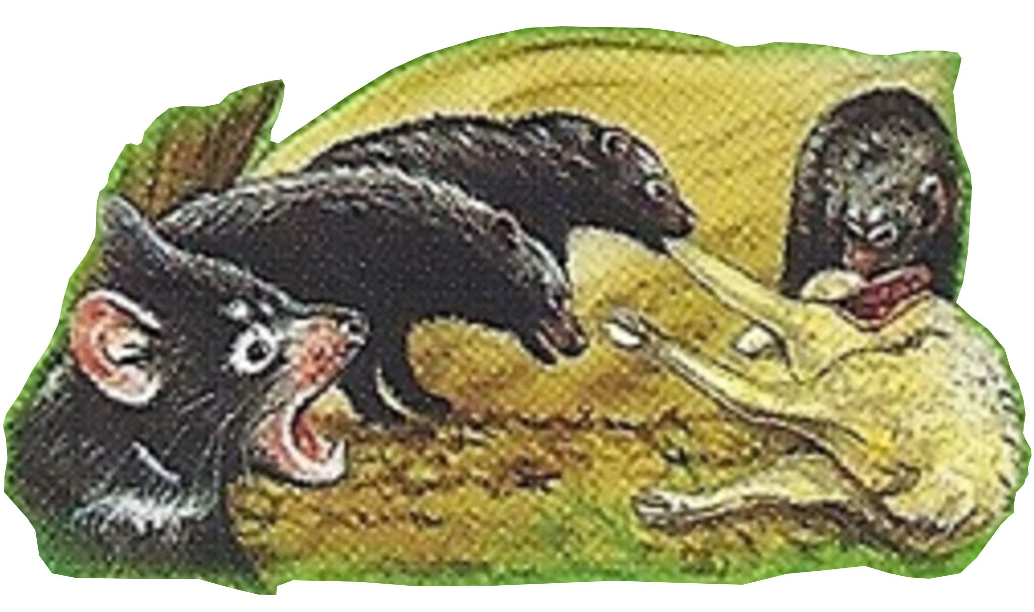 tasmanian devil