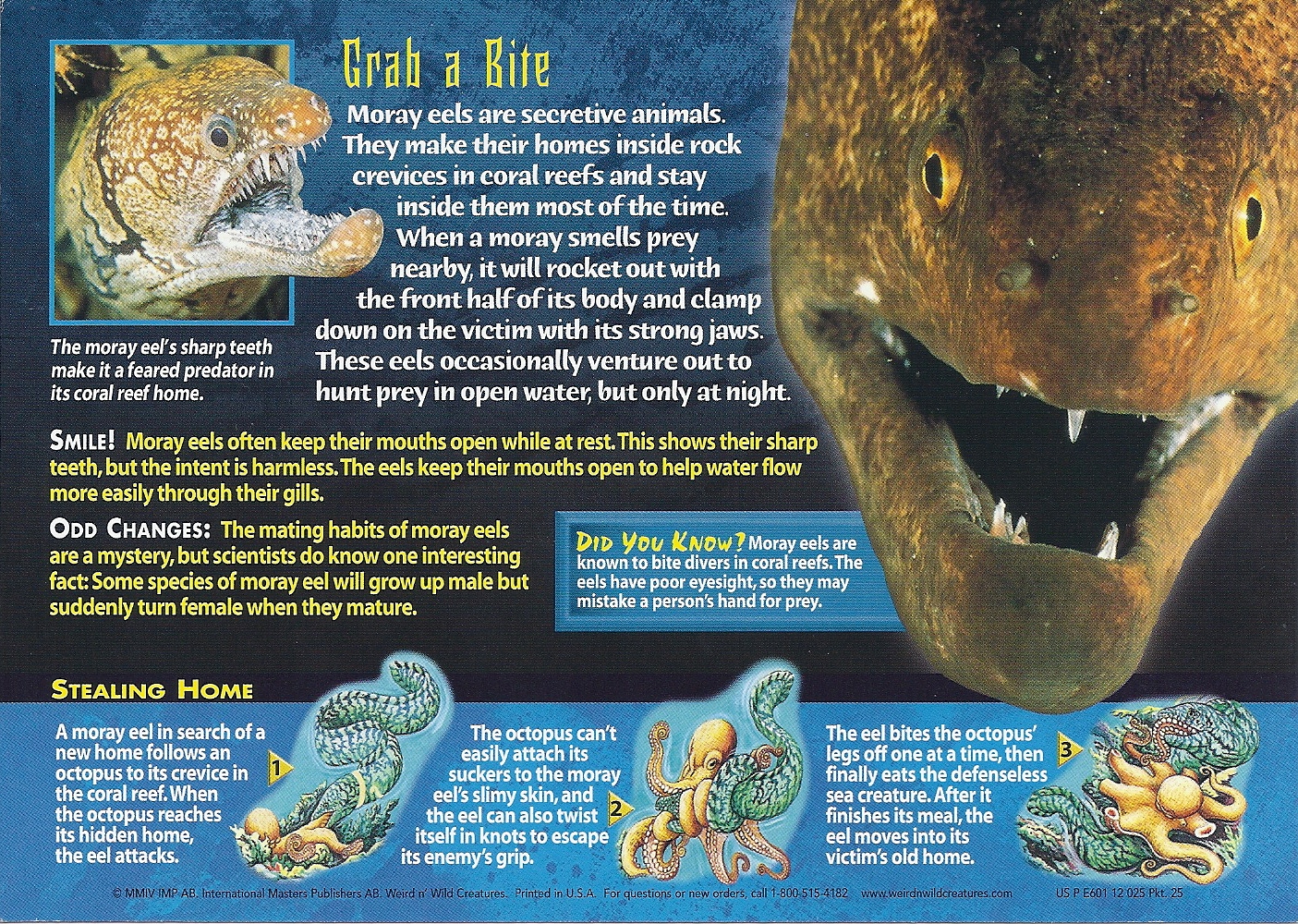 moray eel,moray moray eel