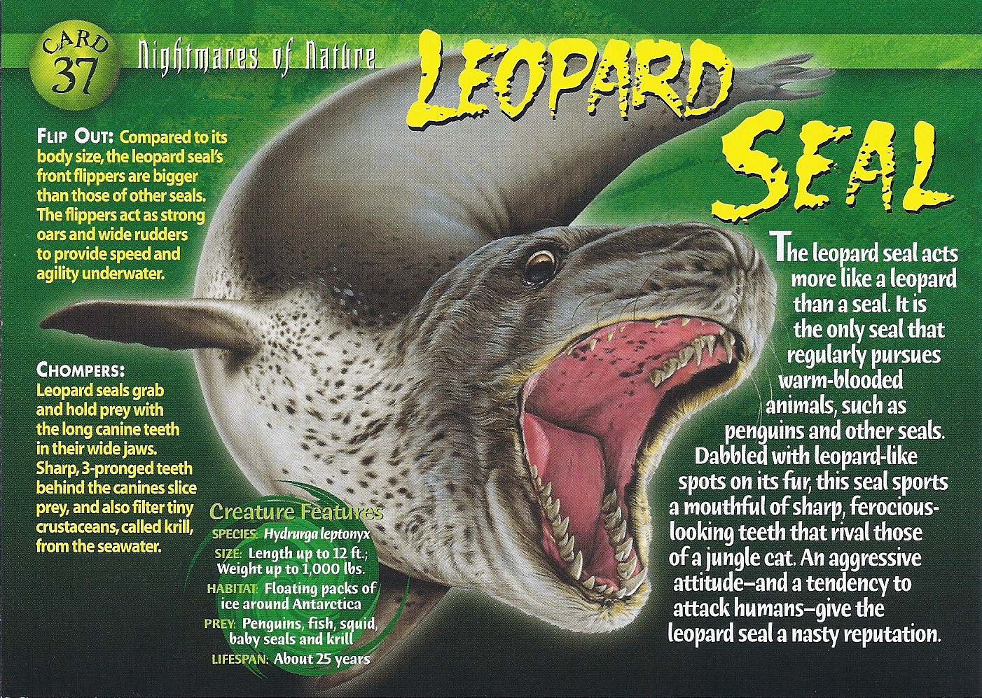 leopard seal