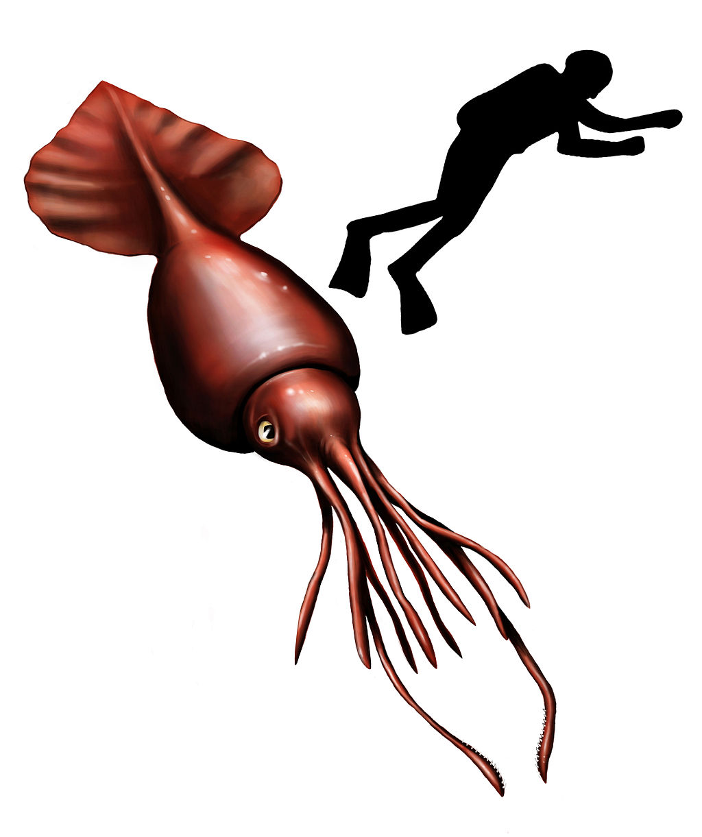 colossal squid