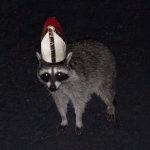 Pope Raccoon