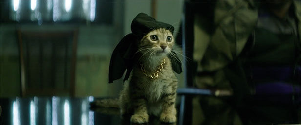 keanu_kitten