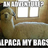 Alpaca my bags's avatar