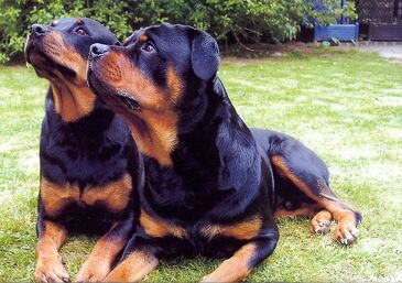 800px-Rottweiler mal 2
