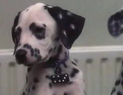 Domino | 101 Dalmatians Wiki | Fandom