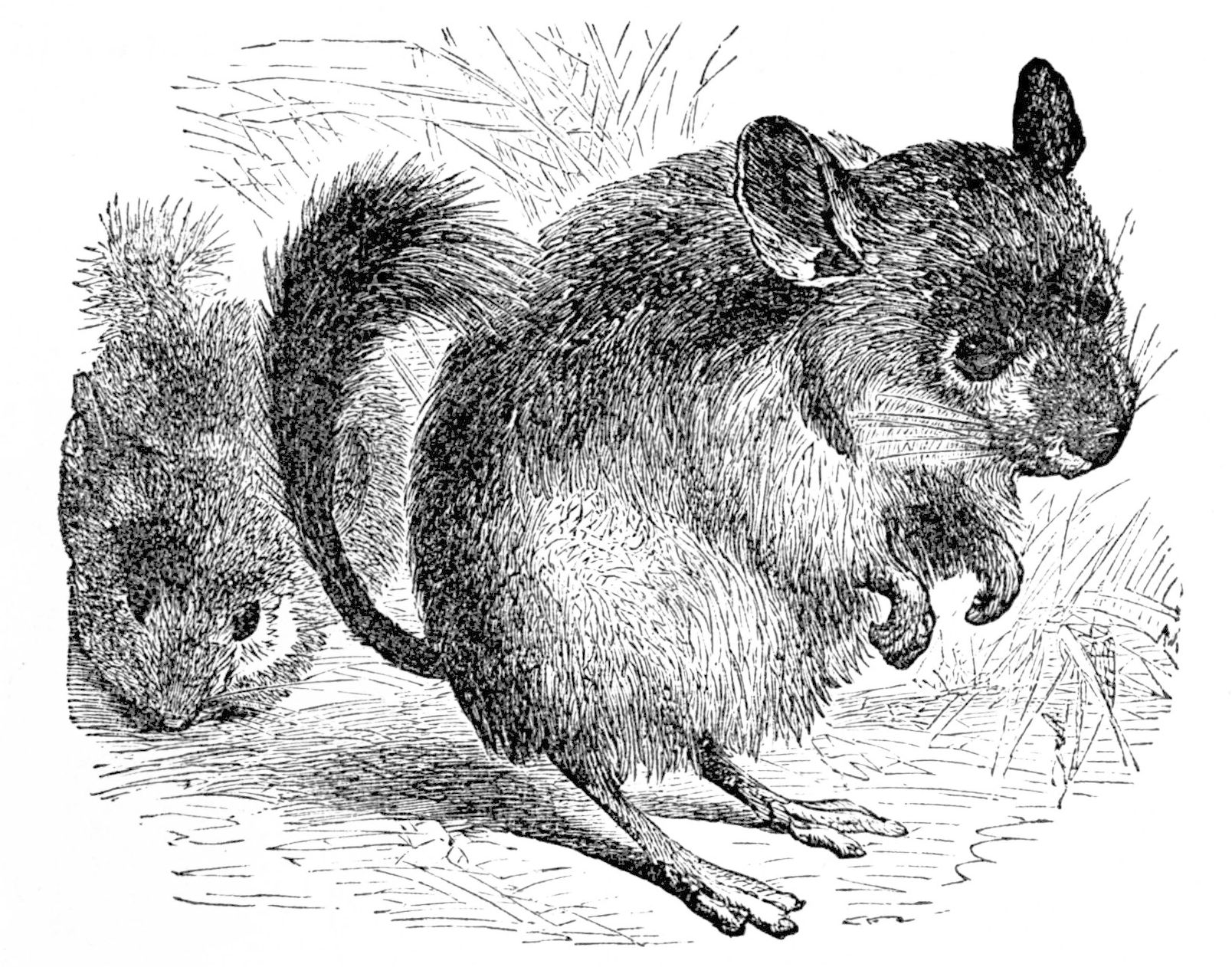 12 Oz Mouse