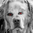 Dread dog's avatar