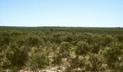 Monte W Balde