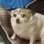 Croatian Nationalist