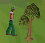 Hugging tree