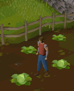 Cabbage Picking