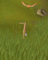 Copper longtail catch