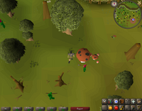 Osrs dig behind grand tree