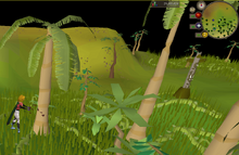 Leafy palm tree location
