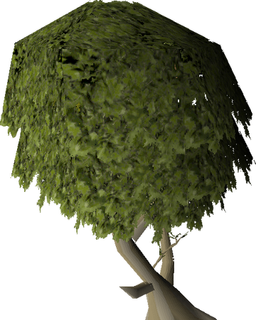 Mature Juniper Tree Old School Runescape Wiki Fandom