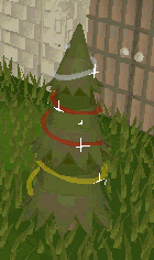Wintumber tree planted