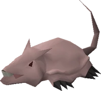 Brine rat
