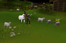 Sheep Shearer - Abnormal sheep
