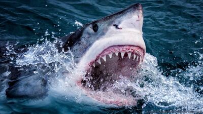 The Necessary Evil of Shark Week