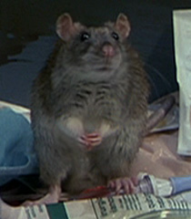 Rat-2-dr-dolittle-4.4