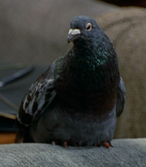 Pigeon-female-dr-dolittle-2.6