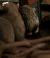 Rat-kids-garfield-the-movie-47.9