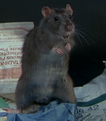 Rat-1-dr-dolittle-14.6