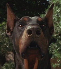 Luca
