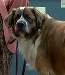 Heavy-womans-dog-dr-dolittle-7.5