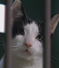 Persnikitty
