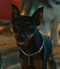 Lightning-marmaduke-79.5