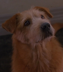 Lucky-dr-dolittle-2-22