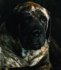 Chupadogra-marmaduke-8.16