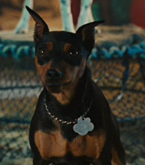 Thunder-marmaduke-42.6