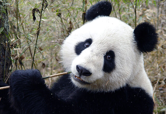 File:Panda.jpg