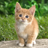 Scratchcat520's avatar