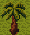 Palm