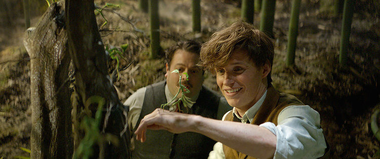 Newt Jacob Pickett Fantastic Beasts