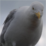 Pidgey Roblox Pokemon Advanced Wikia Fandom - pidgey roblox pokemon advanced wikia roblox pokemon advanced pidgey Pidgey Roblox Pokemon Advanced Wikia Fandom - roblox pokemon advanced pidgey