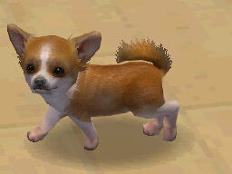 A screenshot of Nintendogs.