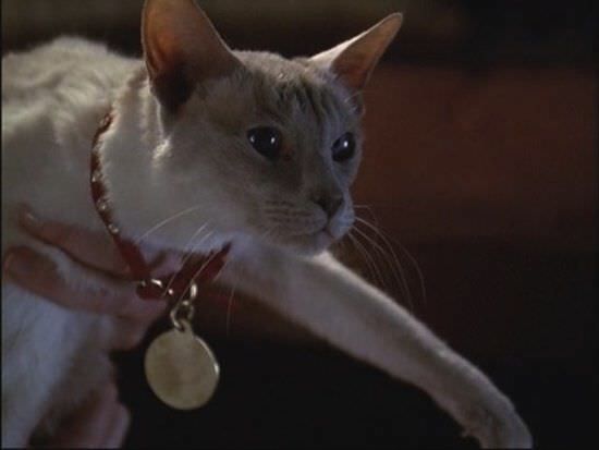 cat in Charmed