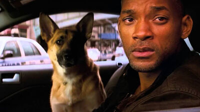 5 Great Man & Dog Movies