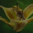 Sanftblütes Profilbild