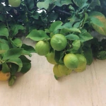 By Your Side Dj Ue Remix Wise 西野カナ Lyricsinfo 维基 Fandom